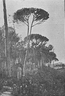 No Pinhal. (Esboço)―Antonio José da Costa No Pinhal. (Esboço)―Antonio José da Costa