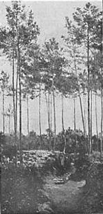 Pinheiros―Arthur Loureiro Pinheiros―Arthur Loureiro