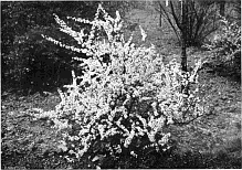 DOUBLE-FLOWERED SLOE OR BLACKTHORN.