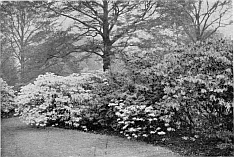 AZALEA GARDEN AT KEW (early Summer).