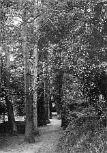 CORSICAN PINE TREE WALK, 35 YEARS OLD.