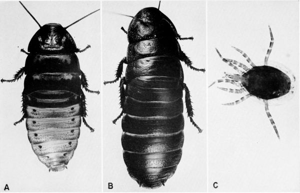 Gromphadorhina portentosa.