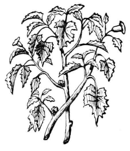 Leaves