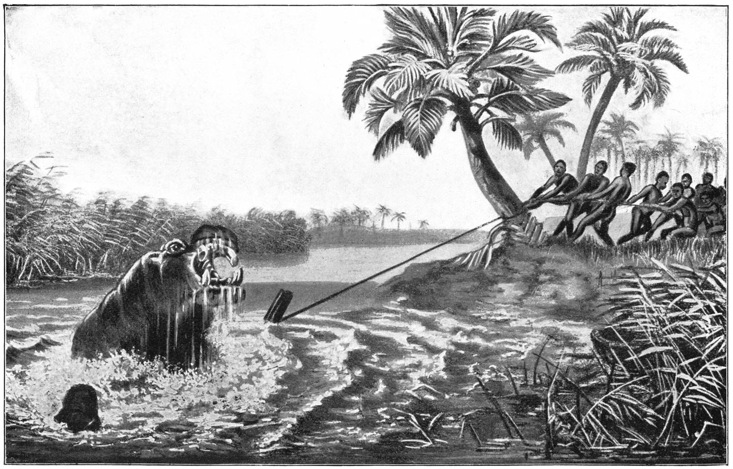 Nijlpaardenvangst aan het Ngami-meer.