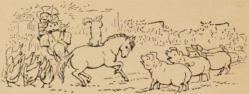 Paddy pig.